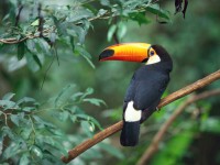 /album/lol-like-love/toco-toucan-jpg/